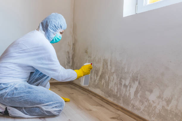 Black mold inspection in Cortez