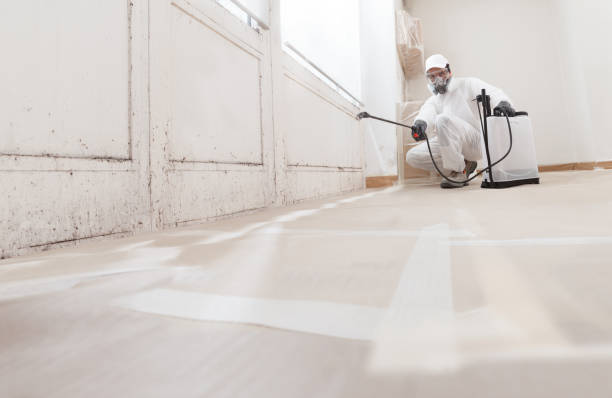Black mold remediation team in Cortez