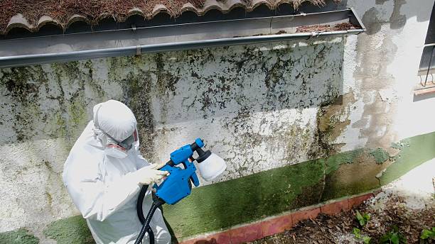 Mold Removal service in Cortez